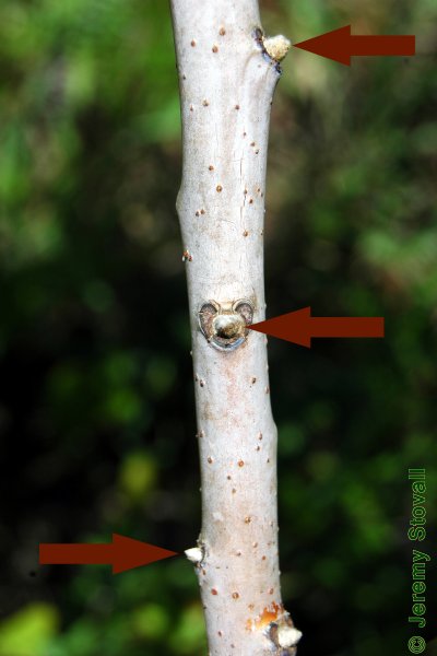 SFA Dendro - Twig Morphology: Buds