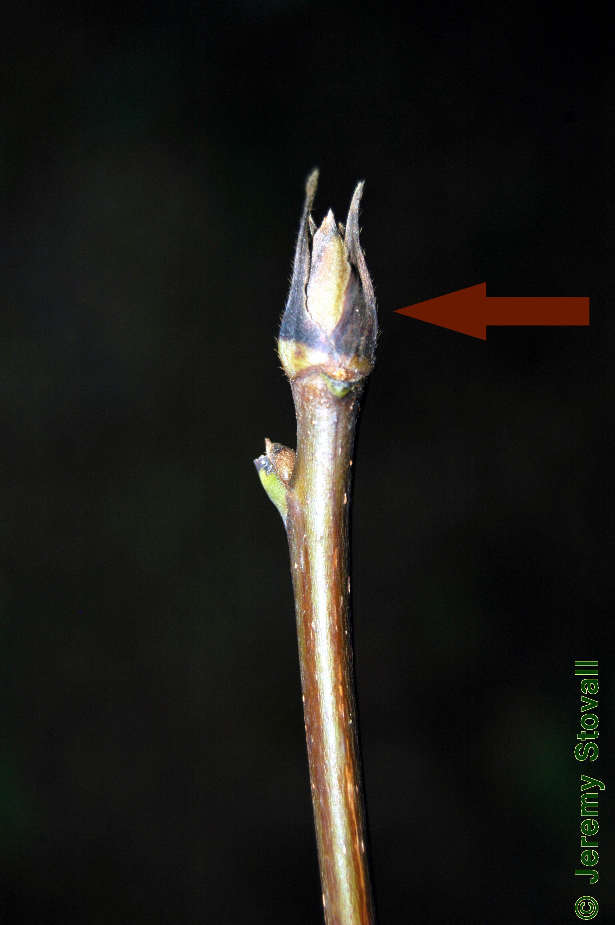 Tree Anatomy: Twigs & Buds