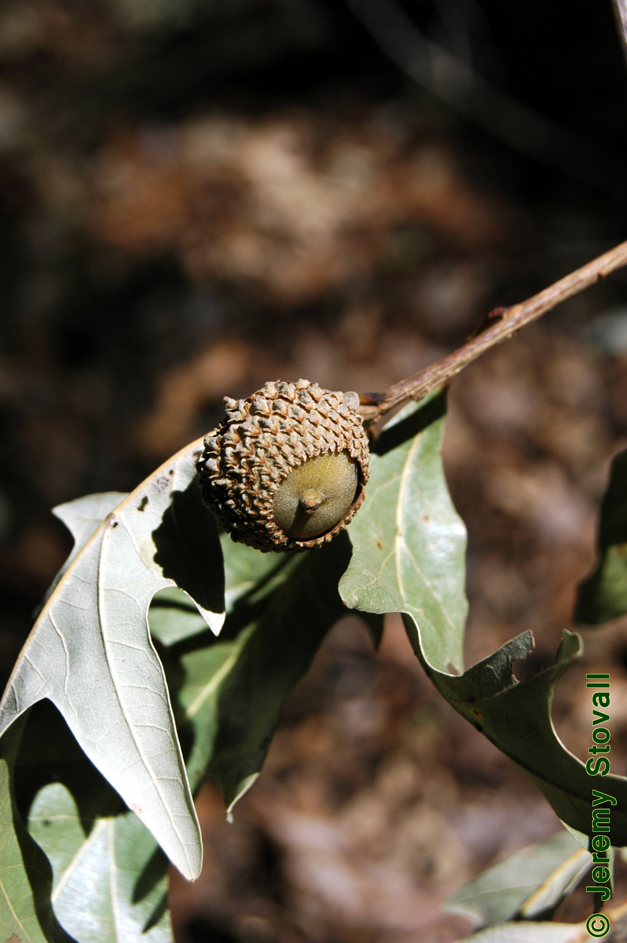 SFA Dendro - Fagaceae Quercus lyrata - overcup oak (Lab 6)