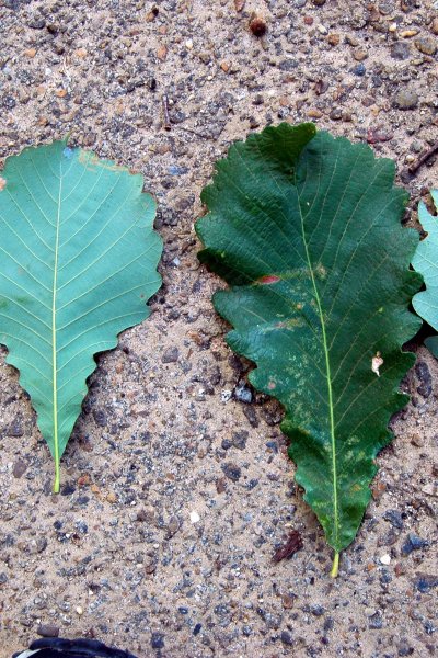 SFA Dendro - Fagaceae Quercus michauxii - swamp chestnut oak (Lab 3)