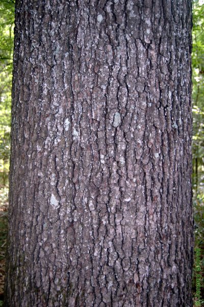 SFA Dendro - Fagaceae Quercus pagoda - cherrybark oak (Lab 01)