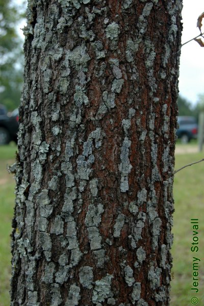 SFA Dendro - Fagaceae Quercus pagoda - cherrybark oak (Lab 01)
